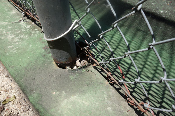 rusted-fence-pole